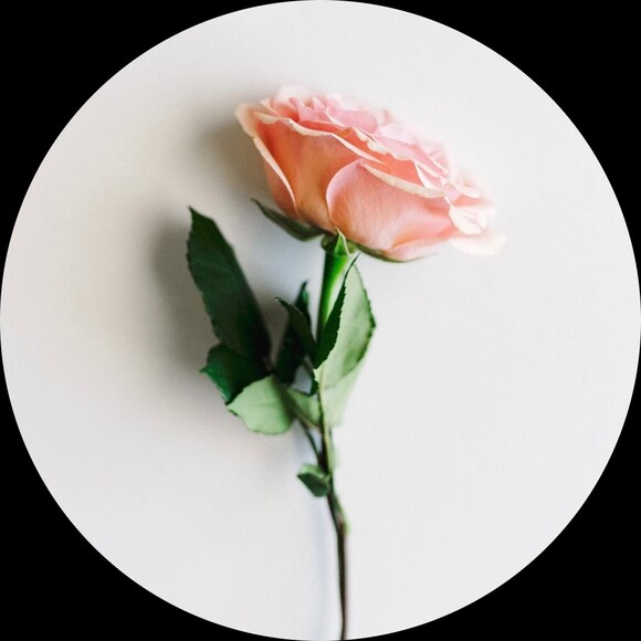 harbor_rose
